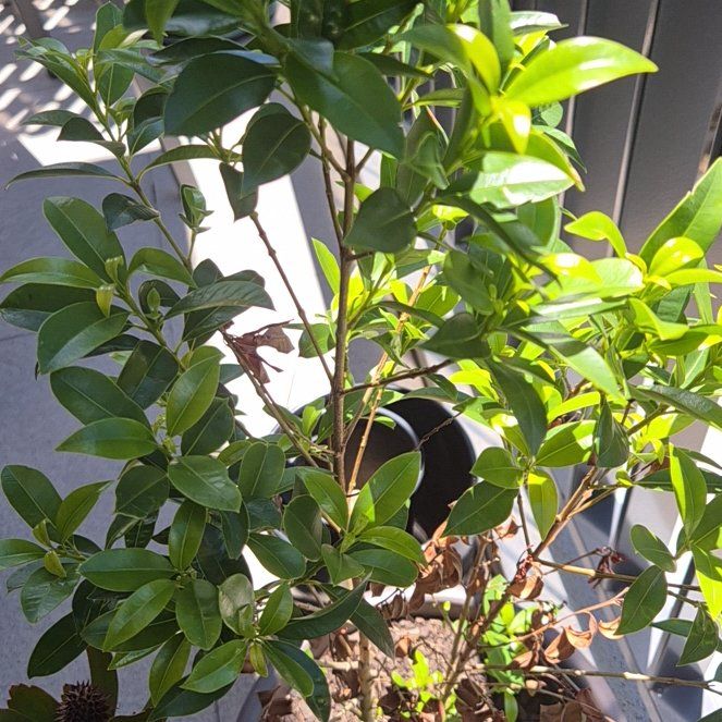 Photo of the plant species Syzygium by @HeritorAnacua74 named Dolores on Greg, the plant care app