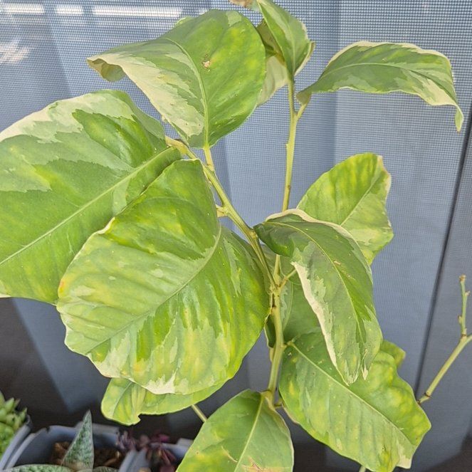 Photo of the plant species Variegated Pink Lemon by @HeritorAnacua74 named Gaga on Greg, the plant care app