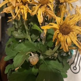 Photo of the plant species Pot Mum 'Breeze Yellow' by @PetTreeivy62 named Sunshine on Greg, the plant care app