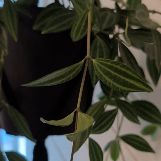 Photo of the plant species Rocca Verde by @BeautifulRye98 named Prince on Greg, the plant care app