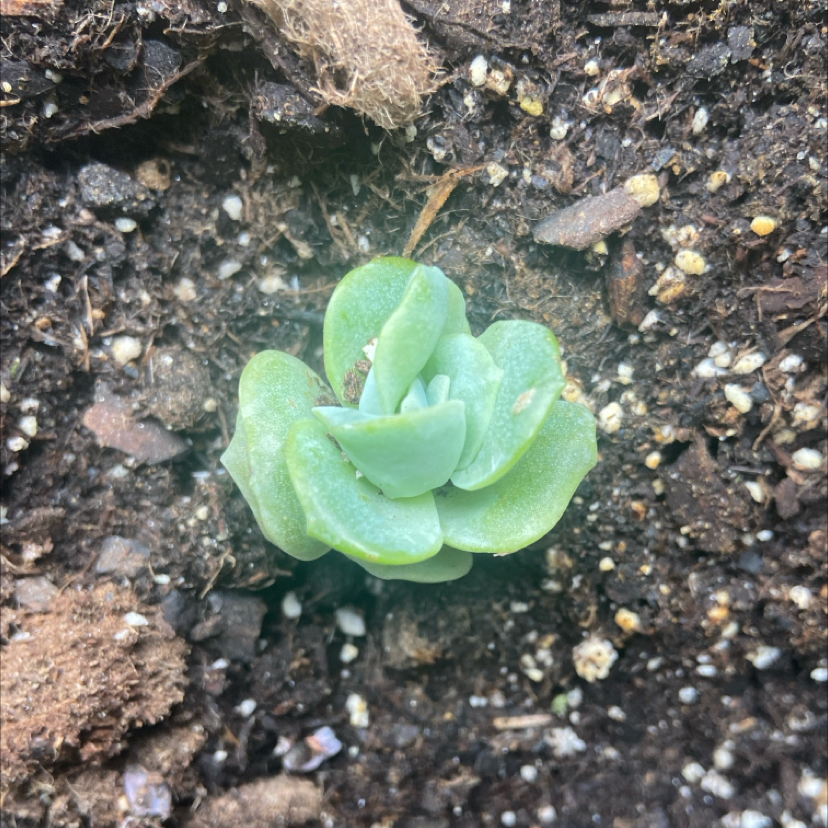 Photo of the plant species Graptoveria 'Lovely Rose' by @TwiztedPlants named Kesha on Greg, the plant care app