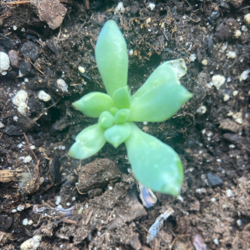 Photo of the plant species Sedeveria 'Blue Elf' by @TwiztedPlants named Keanu Leaves on Greg, the plant care app