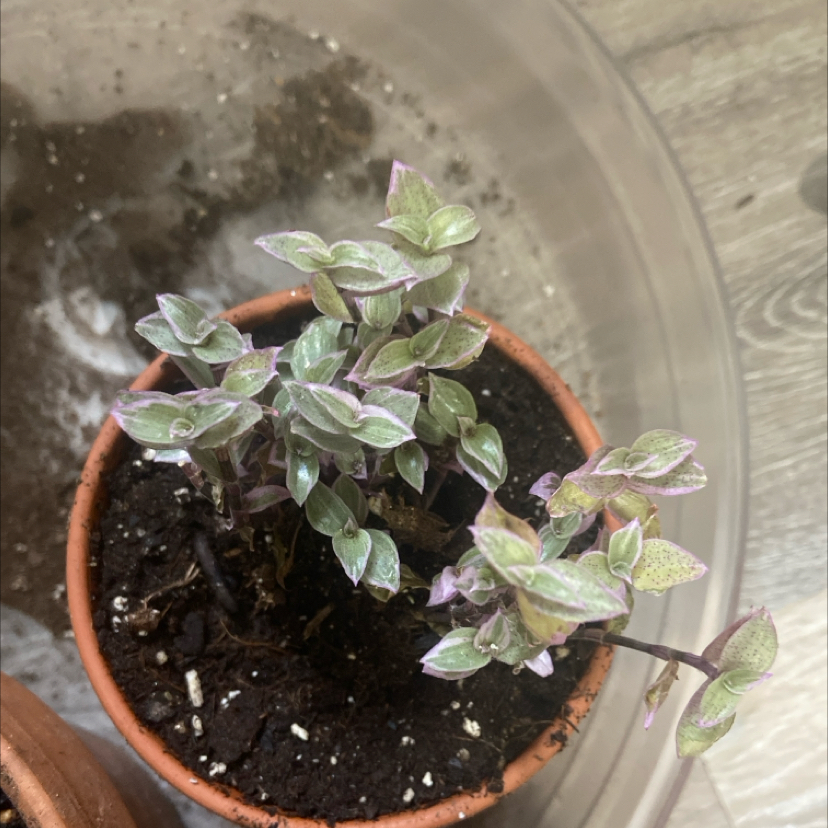 Photo of the plant species Pink Panther Tradescantia by @TwiztedPlants named Orwell on Greg, the plant care app