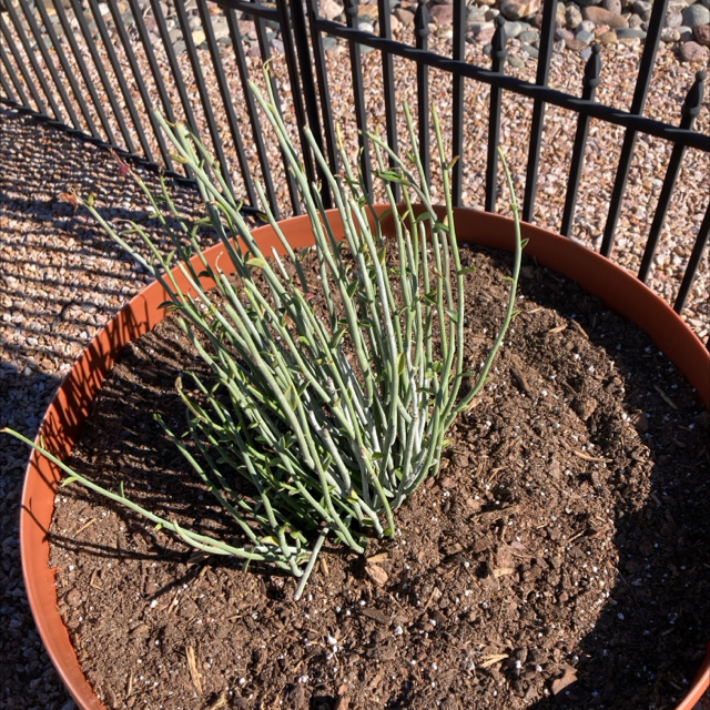 Photo of the plant species Lesser Burdock by @BigwigKaramu88 named Winston on Greg, the plant care app