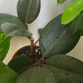 Photo of the plant species Ficus Macrophylla by @HotOlivetree4 named Baesil on Greg, the plant care app