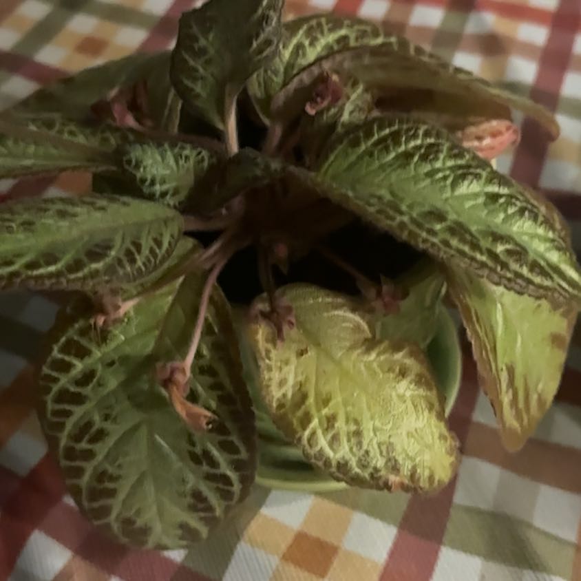 Photo of the plant species Episcia 'Chocolate Soldier' by @NativeGuasca45 named Chocolate soldier on Greg, the plant care app