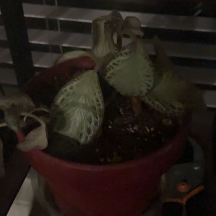 Photo of the plant species Episcia 'Chocolate Soldier' by @NativeGuasca45 named Chocolate Soldier 2 on Greg, the plant care app