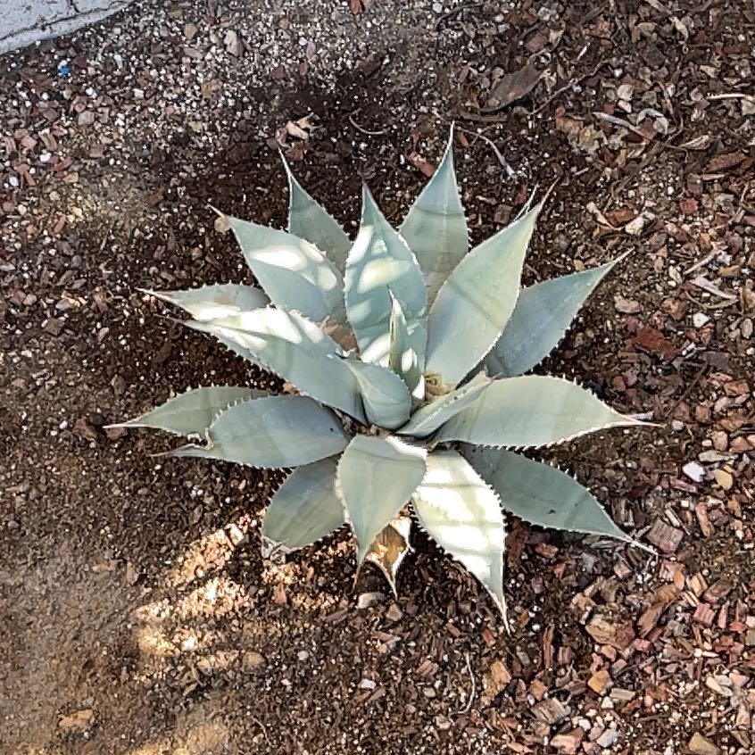 Photo of the plant species Agave Deserti by @WorthyMango42 named Bigleef Smalls on Greg, the plant care app