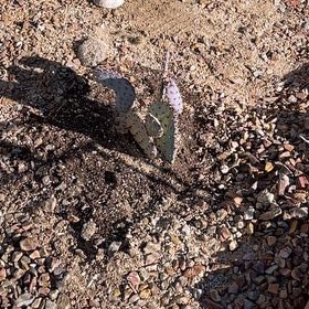 Photo of the plant species Black-Spined Prickly Pear by @WorthyMango42 named Captain Plant-it on Greg, the plant care app