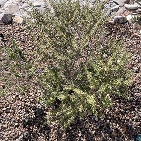 Photo of the plant species Kali tragus by @WorthyMango42 named Sahara on Greg, the plant care app