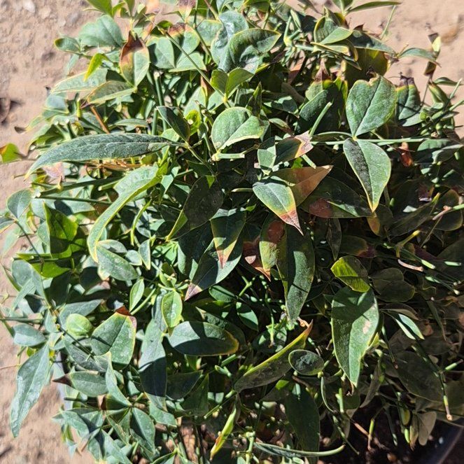 Photo of the plant species Sacred Bamboo by @LegitChisme12 named Scarlett on Greg, the plant care app