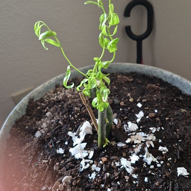 Photo of the plant species Corkscrew Willow by @LegitChisme12 named Eva on Greg, the plant care app