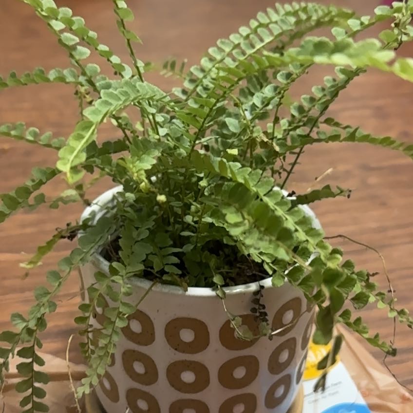 Photo of the plant species Lemon Button Fern by @KnowableLychee named Fernanda on Greg, the plant care app
