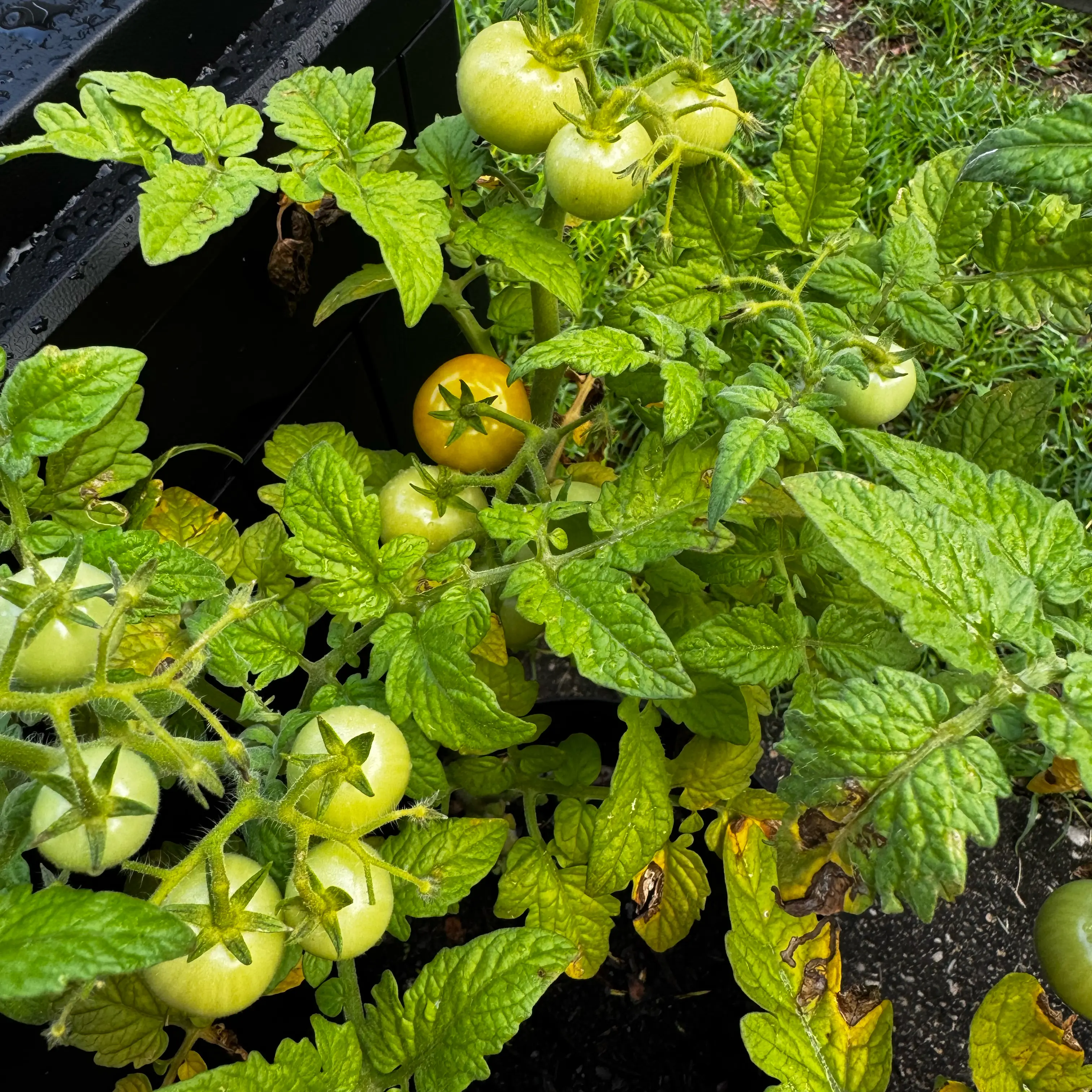 Photo of the plant species Husky Cherry Red Tomato by @KnowableLychee named Ginny and Georgia on Greg, the plant care app