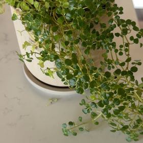 Photo of the plant species Giant Baby Tears by @audria named Michelle Branch on Greg, the plant care app