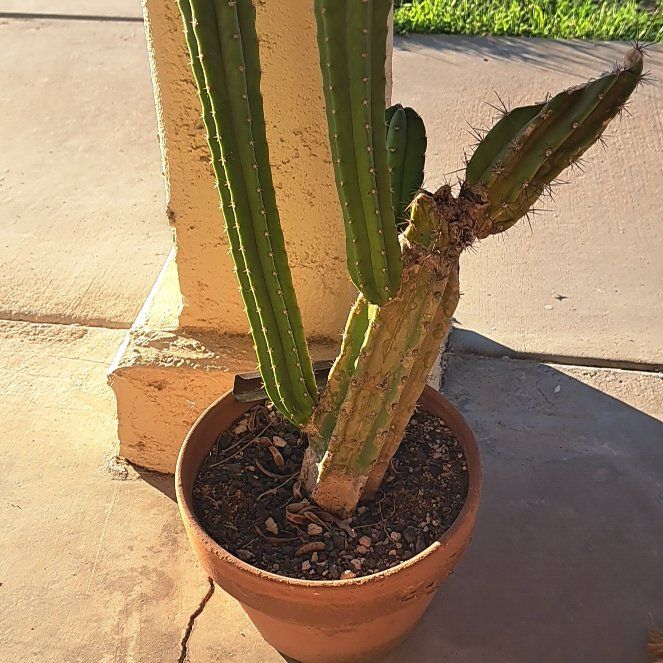 Photo of the plant species Trichocereus macrogonus by @AlluringCosmo95 named Gomez on Greg, the plant care app