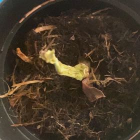 Photo of the plant species Echeveria 'Rico' by @NovelHawthorn81 named Austen on Greg, the plant care app
