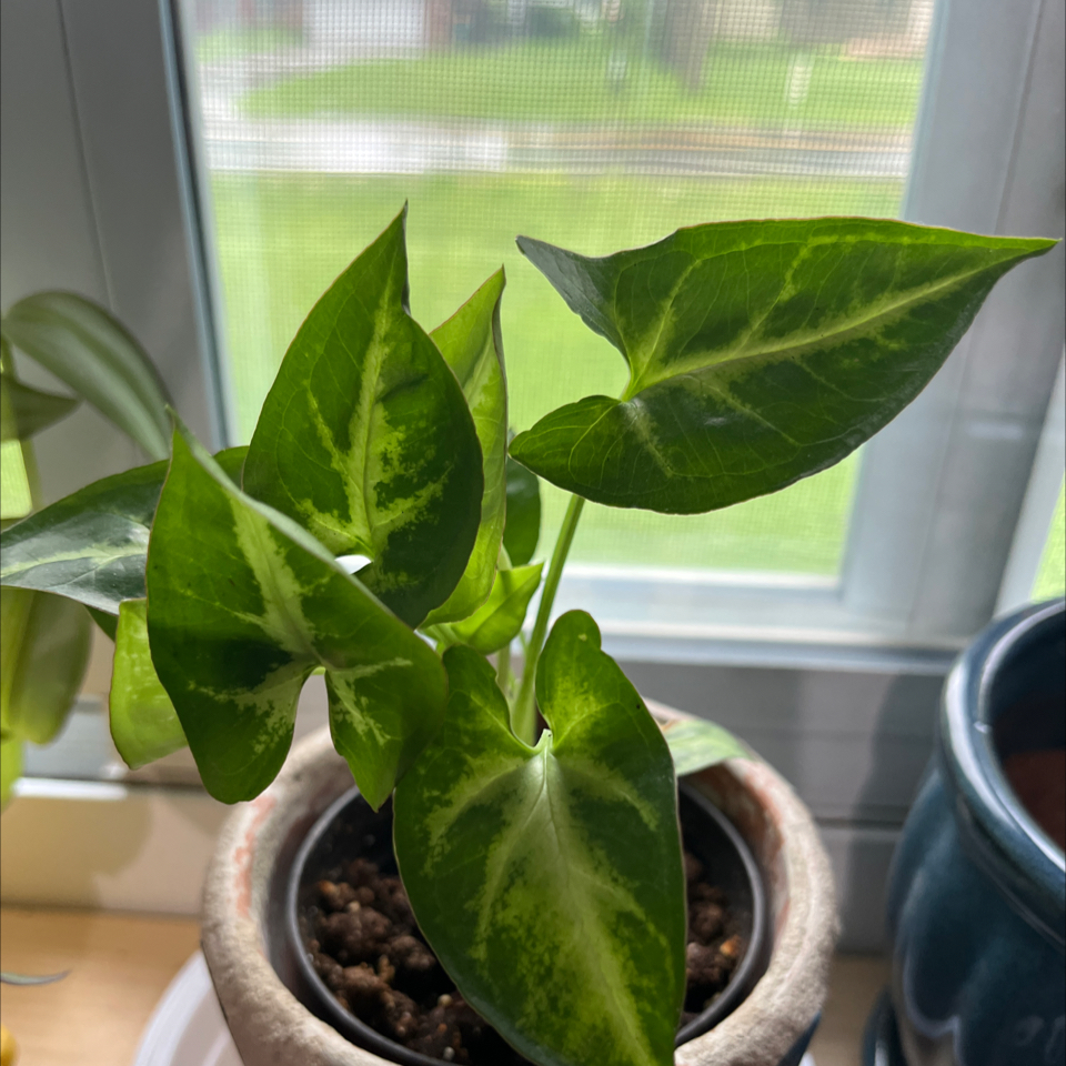 Photo of the plant species Arrowhead Plant by @BrainyTarbush85 named Squanto on Greg, the plant care app