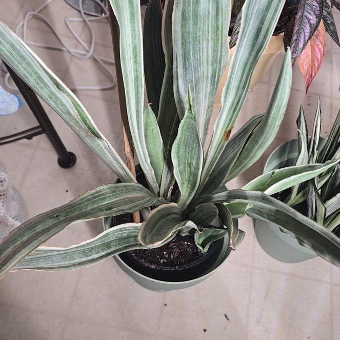 Photo of the plant species Snake Plant by @FunTaraire78 named Remington on Greg, the plant care app