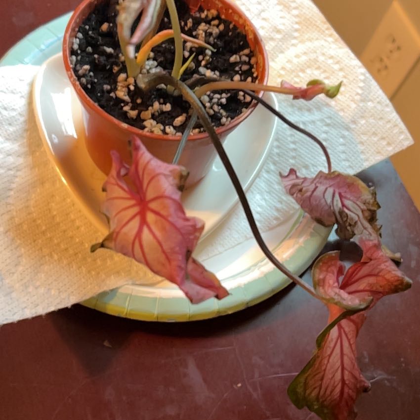 Photo of the plant species Kaladium™ 'Fairytale Princess™' by @BuffBluebill81 named Princess on Greg, the plant care app