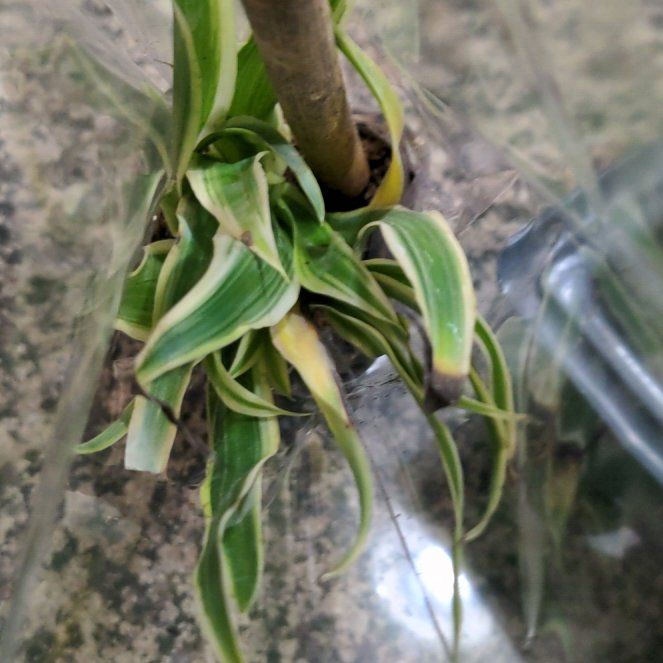 Photo of the plant species Northern Needleleaf by @VeteranWaxivy45 named Winston on Greg, the plant care app