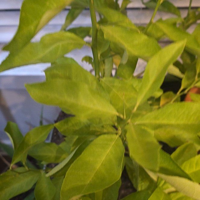 Photo of the plant species Lemon Tree by @LordApricot65 named Plato on Greg, the plant care app