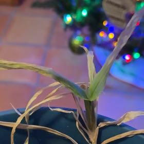 Photo of the plant species Kahili Ginger by @NicePeanut77 named Oscar on Greg, the plant care app