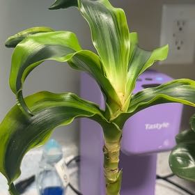 Photo of the plant species Dracaena Tornado Twisted by @SageClusia73 named Tolkien on Greg, the plant care app