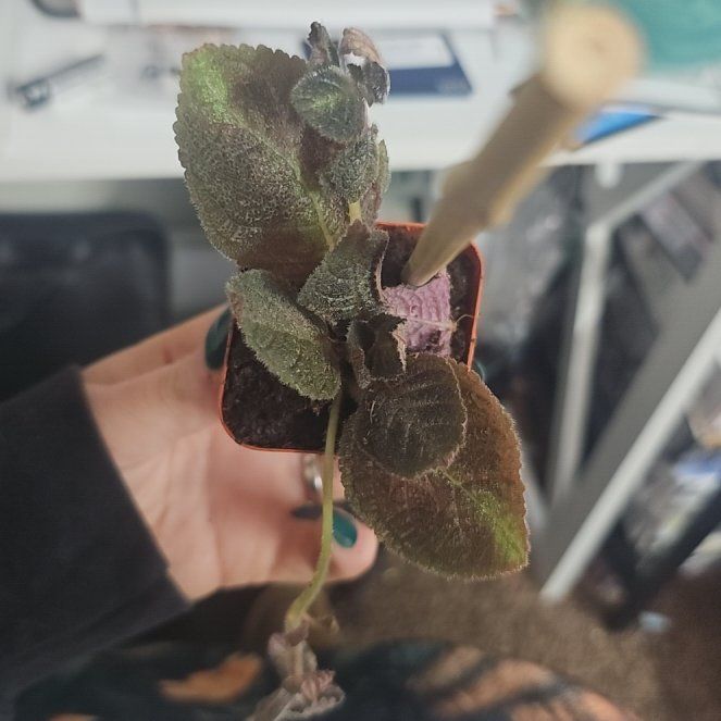 Photo of the plant species Leatherleaf by @AceNoblefir66 named Michelle Branch on Greg, the plant care app