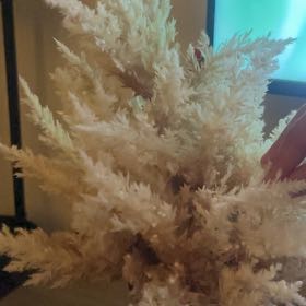 Photo of the plant species Spiky Bog-Moss by @DollBetel74 named Gobi on Greg, the plant care app