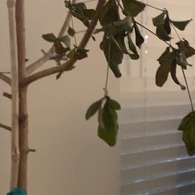 Photo of the plant species Shady Lady Black Olive by @GermanePilea93 named Sherlock on Greg, the plant care app