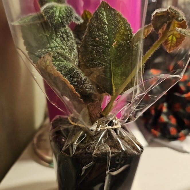 Photo of the plant species Hummingbird Sage by @GoddessFeijoa45 named Eva on Greg, the plant care app