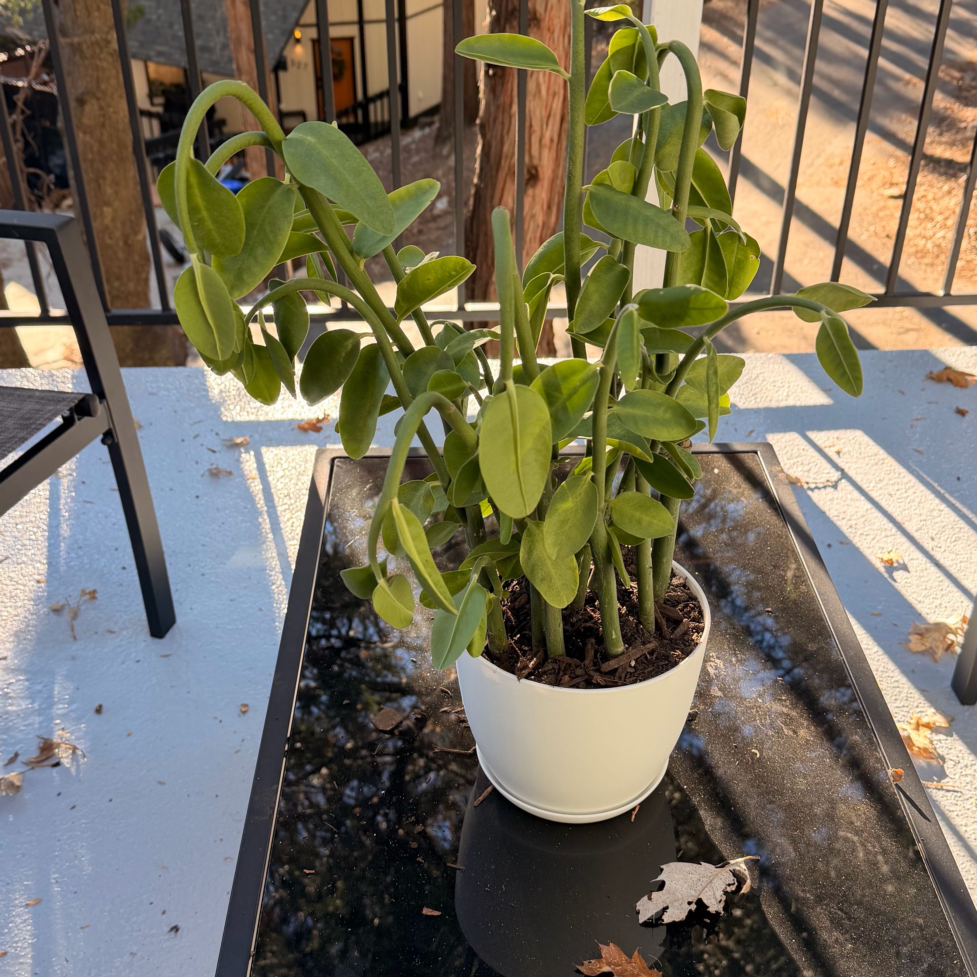 Photo of the plant species Pedilanthus bracteatus by @YesFern68 named Naomi on Greg, the plant care app