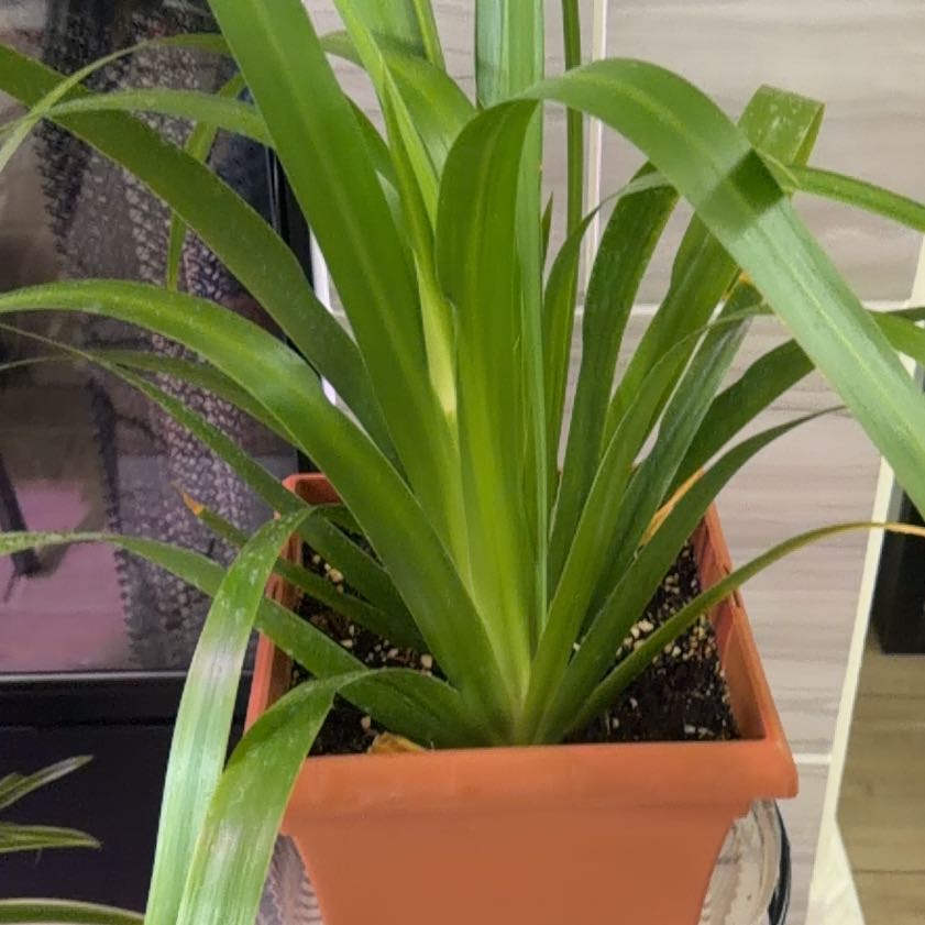 Photo of the plant species Beach Spiderlily by @LucidKiekie87 named Winston on Greg, the plant care app