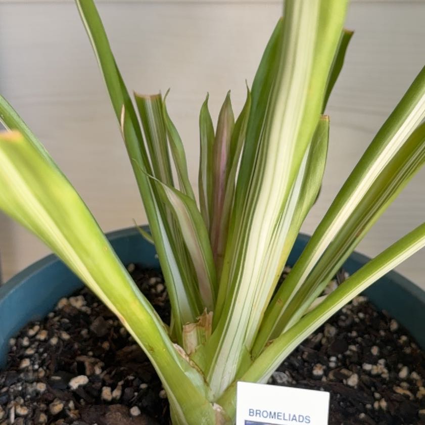 Photo of the plant species Queen of the Bromeliads by @LucidKiekie87 named Austen on Greg, the plant care app