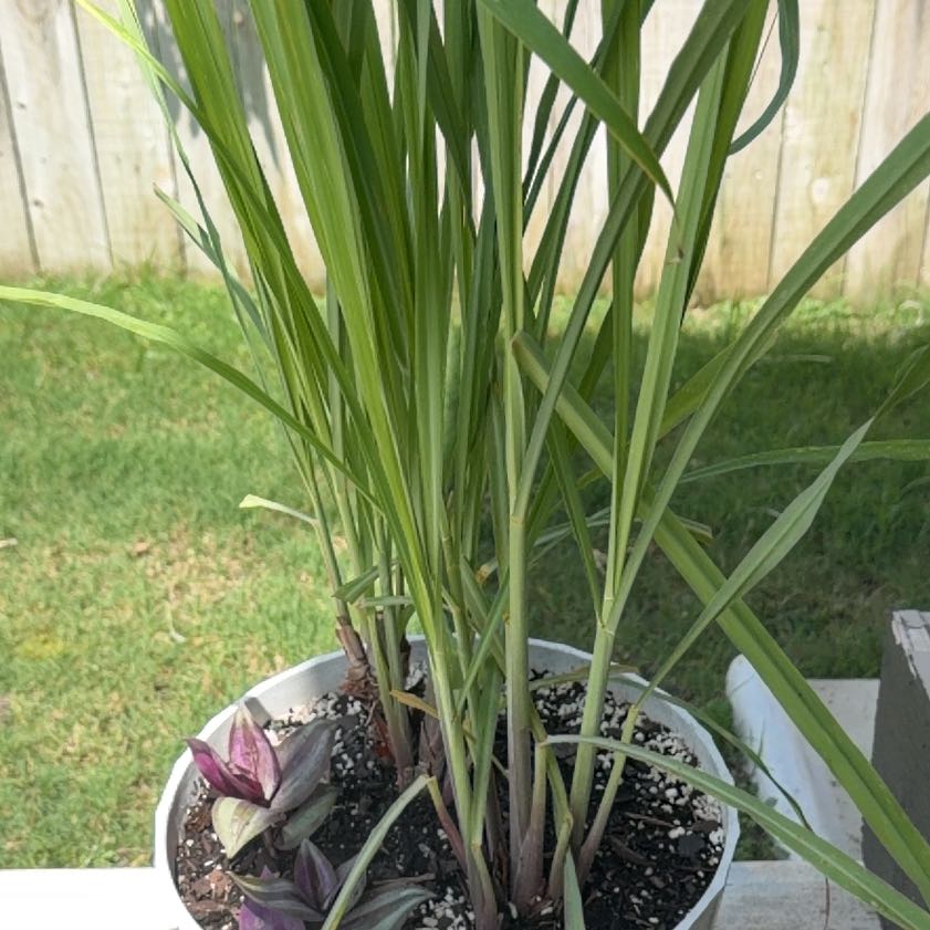 Photo of the plant species Cymbopogon Citratus by @LucidKiekie87 named Khaleesi on Greg, the plant care app