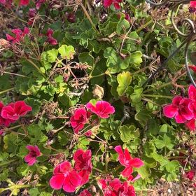 Photo of the plant species Ivy Geranium by @LucidKiekie87 named Ulysses S Plant on Greg, the plant care app