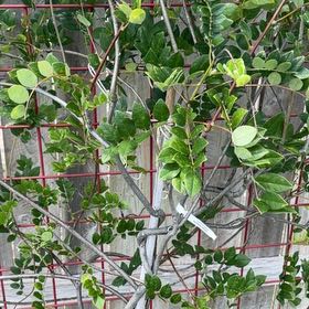 Photo of the plant species American Wisteria by @LucidKiekie87 named Beckham on Greg, the plant care app