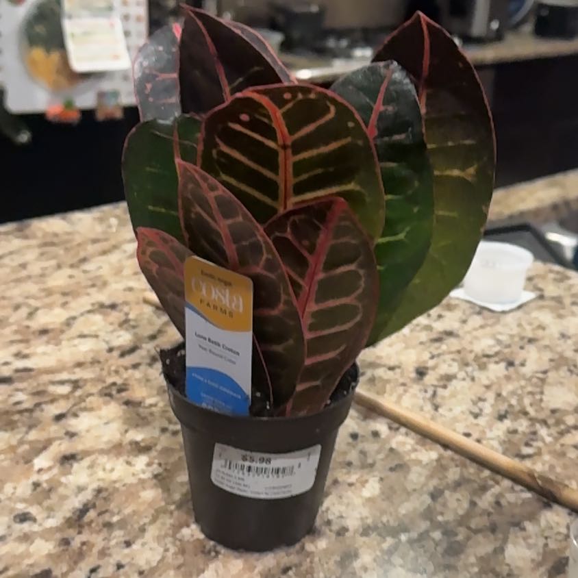 Photo of the plant species Luna Batik Croton by @AceChamise81 named Luna Batik on Greg, the plant care app