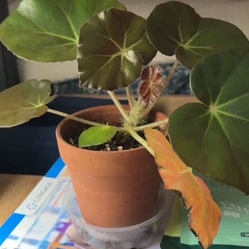 Photo of the plant species Wax Begonia by @DeliberateIvy9 named Forrest on Greg, the plant care app