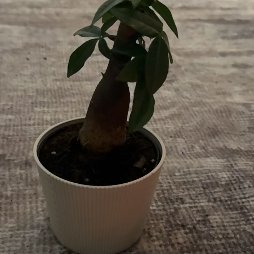Photo of the plant species Pachira by @VipDidelta48 named Beyonce on Greg, the plant care app
