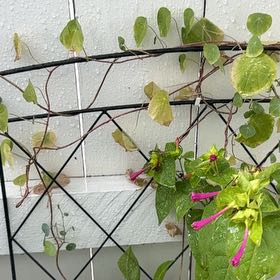 Photo of the plant species Marvel of Peru by @VipDidelta48 named Robert Plant on Greg, the plant care app