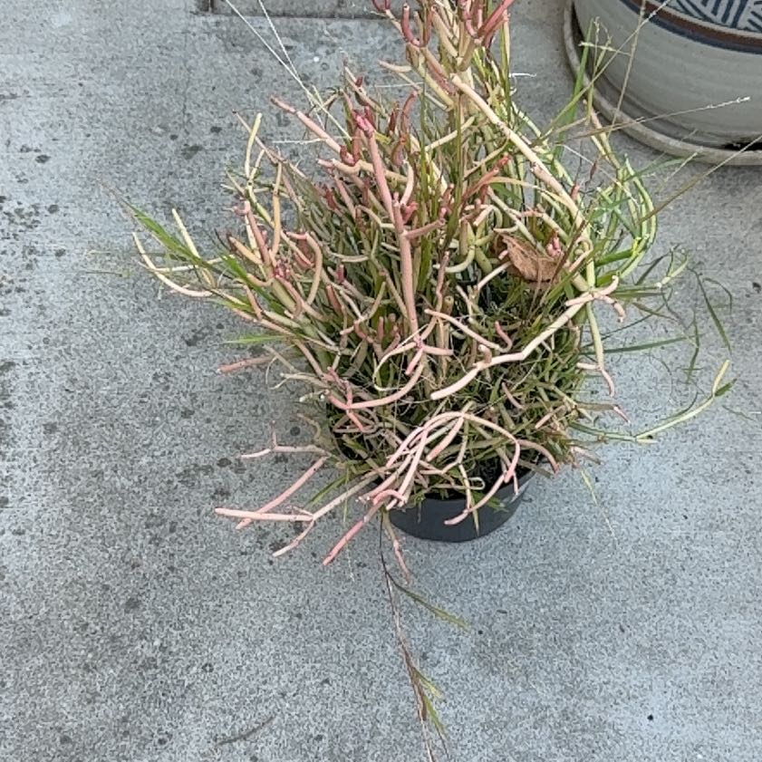 Photo of the plant species Fingertips by @VipDidelta48 named James Dean on Greg, the plant care app