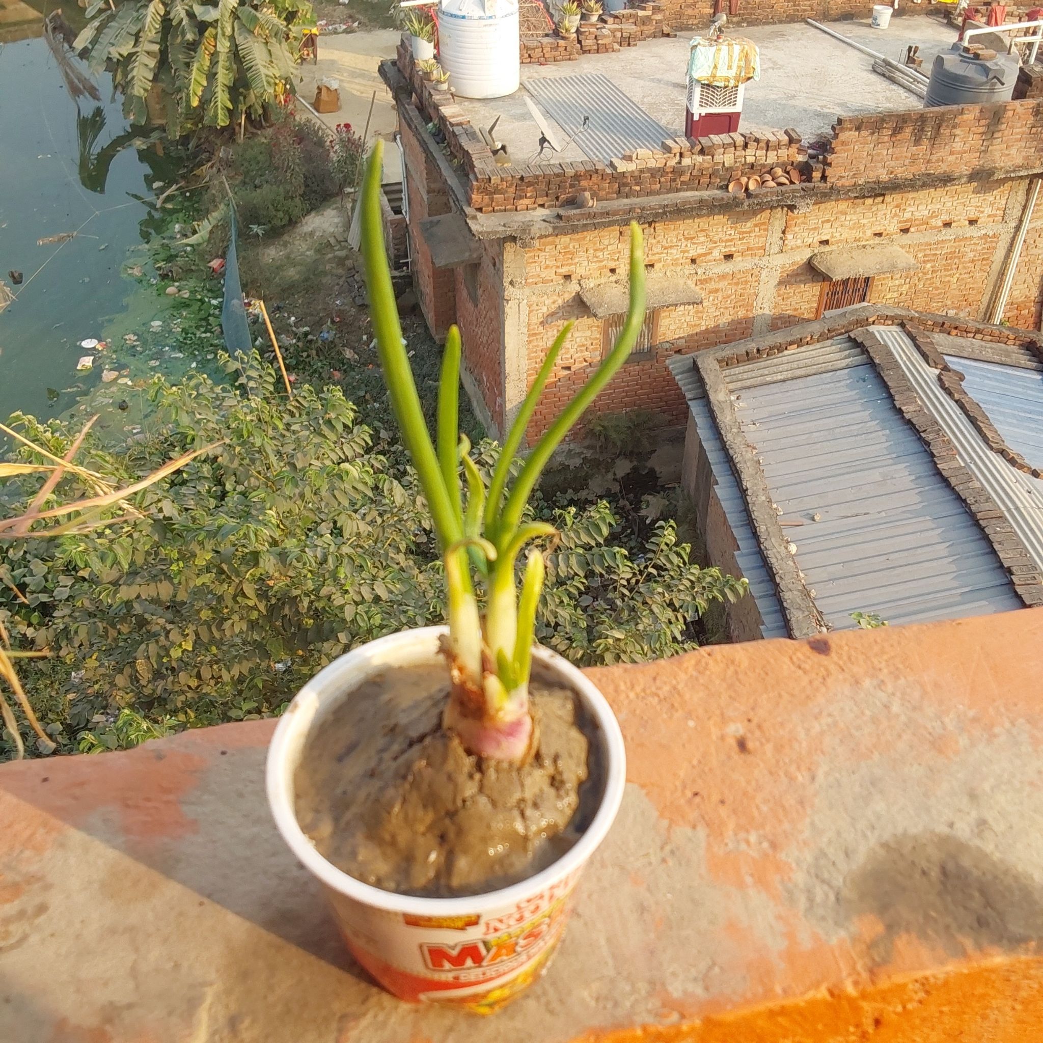 Photo of the plant species Ontonic Onion by @MightyBelleblue named Onion on Greg, the plant care app