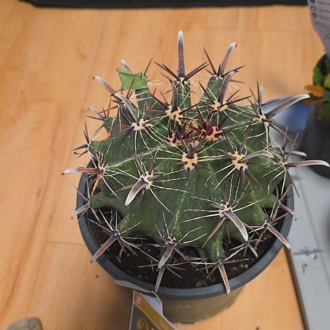 Photo of the plant species Barrel Cactus by @BuoyantJuneplum named Kylie on Greg, the plant care app