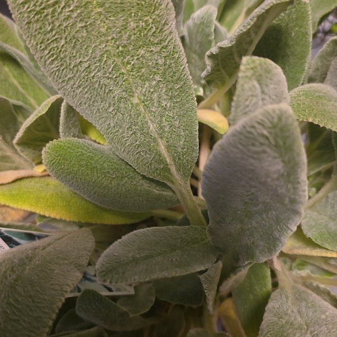 Photo of the plant species Lamb's Ear by @BuoyantJuneplum named Madonna on Greg, the plant care app