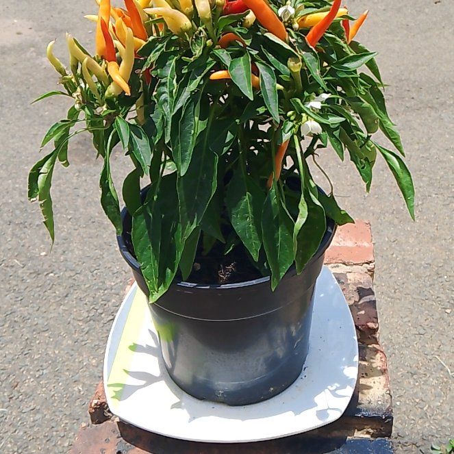 Photo of the plant species Bird's Eye Chili by @GoodTheprince17 named Oscar on Greg, the plant care app