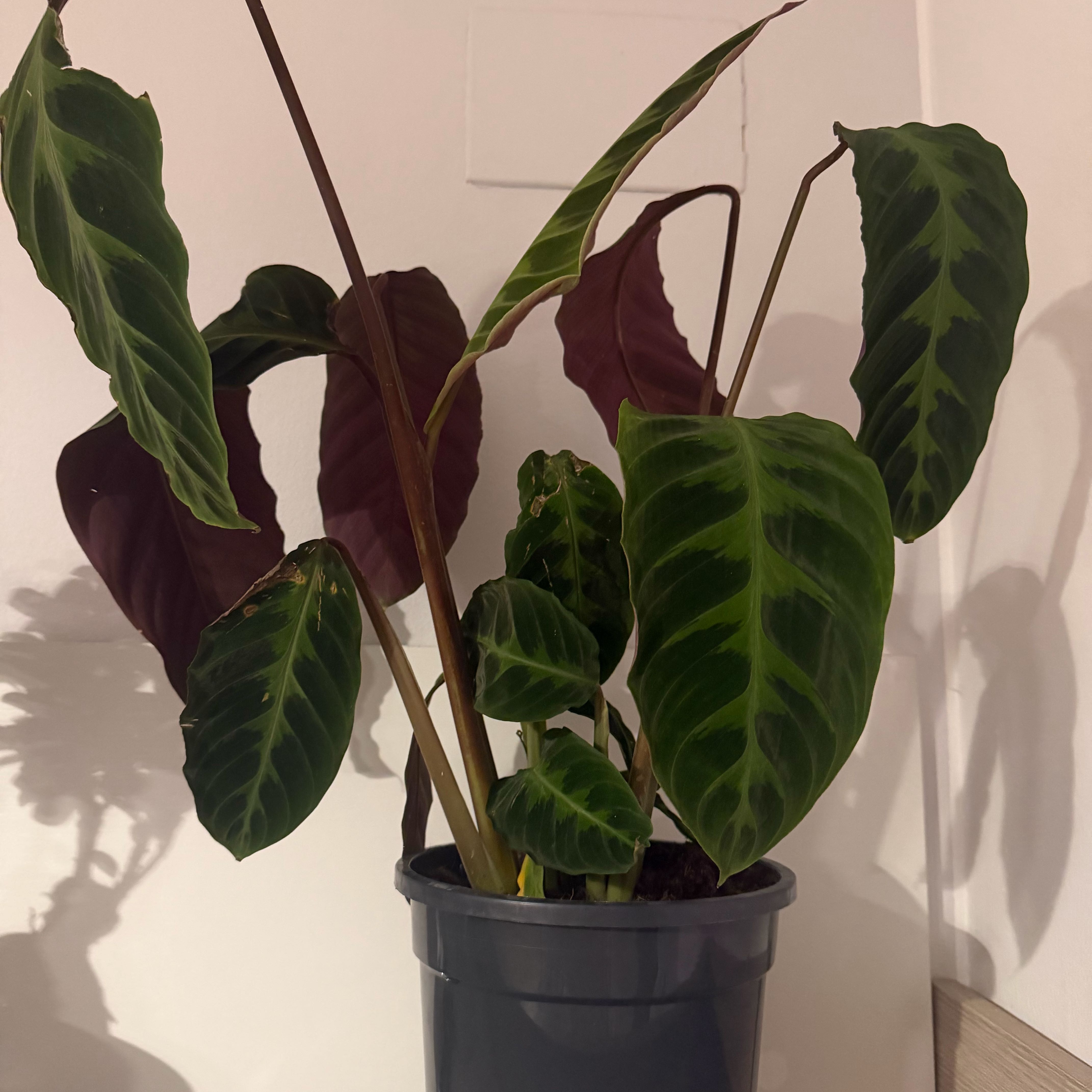 Photo of the plant species Calathea Warscewiczii by @SurpriseMoss86 named Emerson on Greg, the plant care app