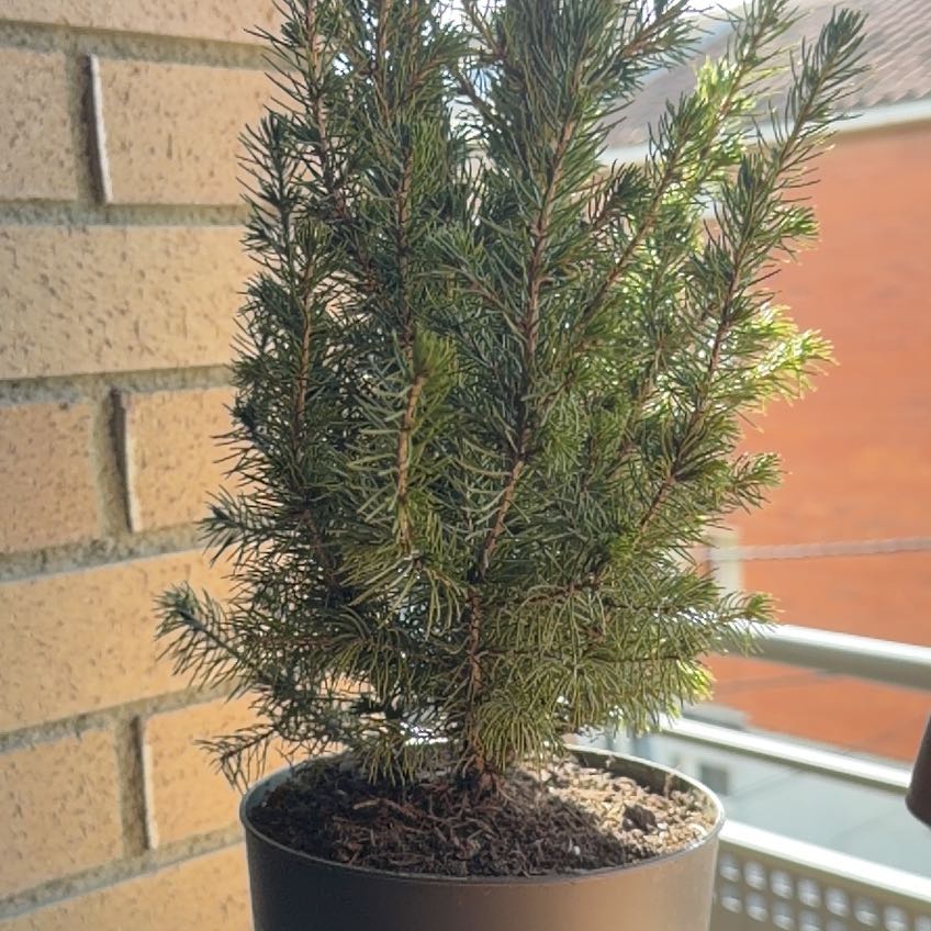 Photo of the plant species Picea glauca by @SurpriseMoss86 named Pax on Greg, the plant care app