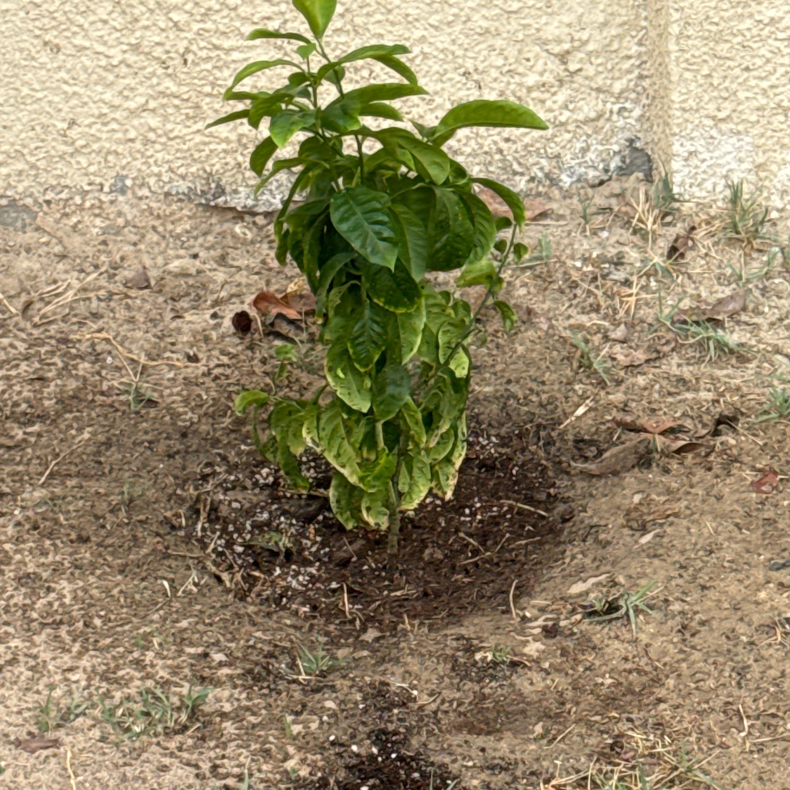 Photo of the plant species Lemon by @BeefyMoonglow96 named Figyonce on Greg, the plant care app